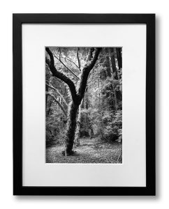 Muir Woods framed