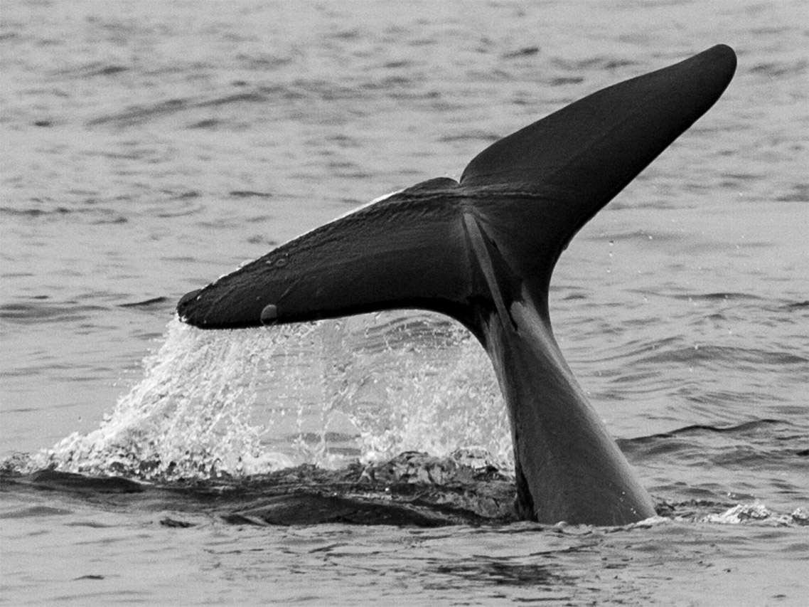 Killer Whale Tail