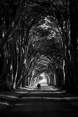 Point Reyes Tree Tunnel