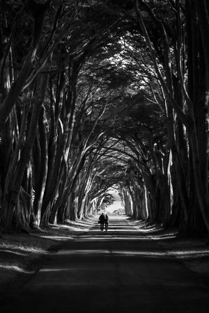 Point Reyes Tree Tunnel