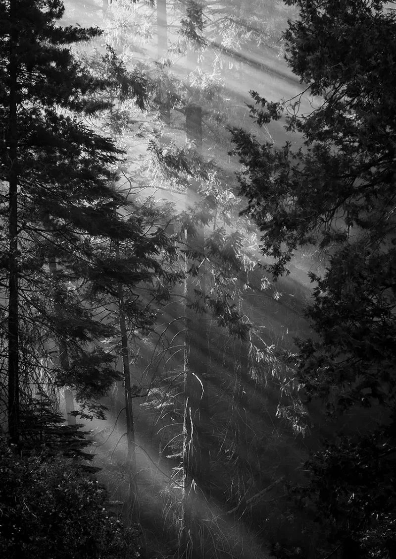 Misty Pines Monochrome