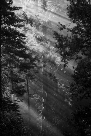 Misty Pines Monochrome
